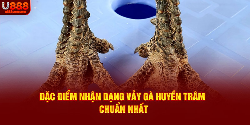 Đặc điểm nhận dạng vảy gà huyền trâm chuẩn nhất