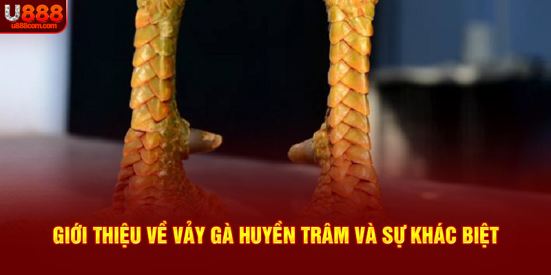 Giới thiệu về vảy gà huyền trâm và sự khác biệt