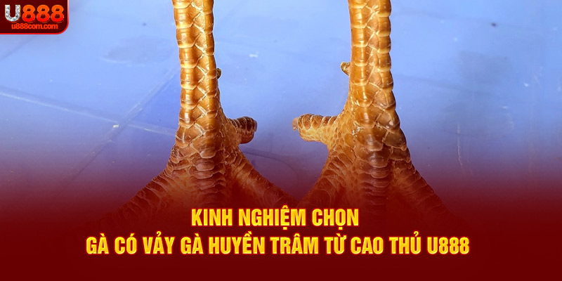Kinh nghiệm chọn gà có vảy gà huyền trâm từ cao thủ U888