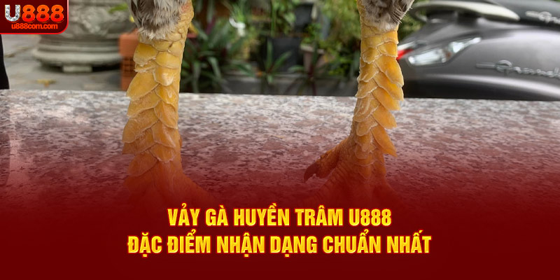 Vảy Gà Huyền Trâm U888 – Đặc Điểm Nhận Dạng Chuẩn Nhất